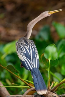 American darter (Anhinga anhinga) Pantanal Brazil