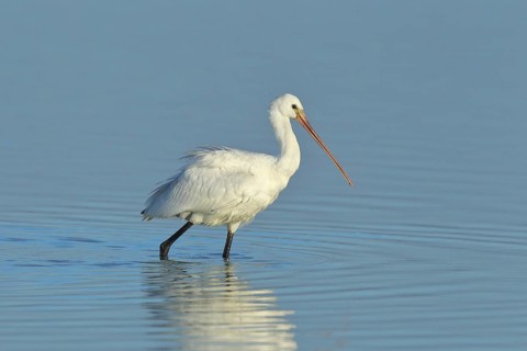 Spoonbill (Platalea leucorodia), young bird looking for food, animal standing in shallow water,