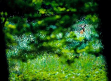 Roe buck, male european roe deer (Capreolus capreolus) with antlers listening and scenting in a