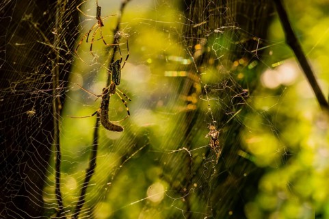 Closeup of a yellow and black spider attaching a caterpillar in its web while a smaller spider