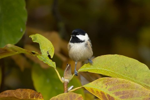 Coal tit (Periparus ater) adult bird amongst autumn leaves of a garden Magnolia tree, Suffolk,