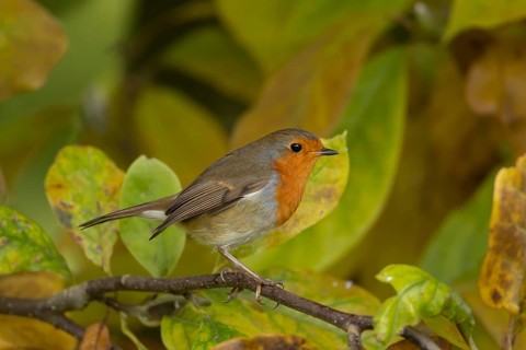 European robin (Erithacus rubecula) adult bird amongst autumn leaves of a garden Magnolia tree,