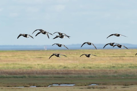 Brent goose (Branta bernicla) adult birds flying in a flock over a saltmarsh, Lincolnshire,