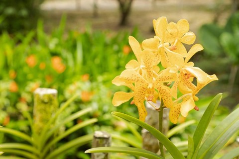 Orange and pink vanda orchid flower in botanical garden, selective focus, copy space, malaysia,