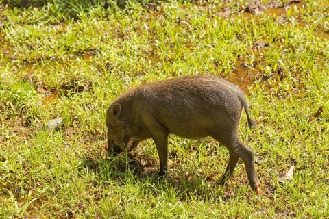Bearded pig (Sus barbatus barbatus) feeding in Bako national park on grass. Borneo, Malaysia, Asia