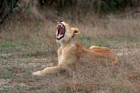 Lion (Panthera leo), adult, female, yawning, sitting, Sabi Sand Game Reserve, Kruger National Park,