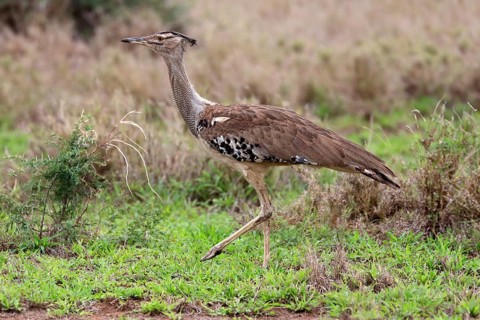 Kori bustard (Ardeotis kori), adult, running, foraging, vigilant, Kruger National Park, Kruger