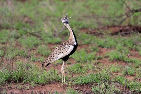 Red-crested Bustard, (Lophotis ruficrista), adult, calling, Kruger National Park, Kruger National