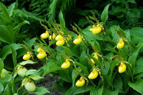 Beautiful orchid flowers of yellow color with green leaves in the garden. Lady's-slipper hybrids.