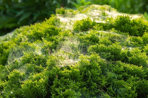 Thuja Occidentalis, western red cedar shrub with beautiful spider net in sunlight in the garden,