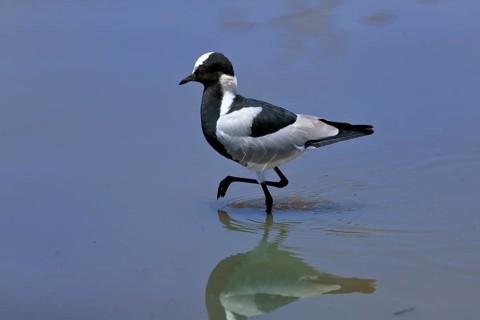 Black-headed Lapwing, (Vanellus armatus), adult, in water, walking, foraging, alert, Kruger