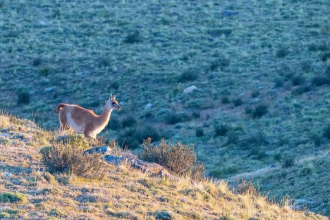 Guanaco (Llama guanicoe), Huanako, Torres del Paine National Park, Patagonia, End of the World,