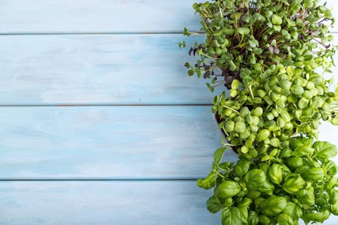Set of boxes with microgreen sprouts of sunflower, basil, radish on blue wooden background. Top