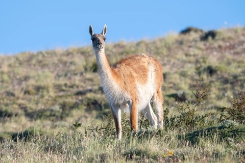 Guanaco (Llama guanicoe), Huanako, Torres del Paine National Park, Patagonia, End of the World,
