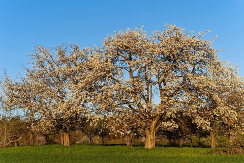 White blossoming fruit trees in a meadow in spring, the sky is blue, the sun is shining, it's