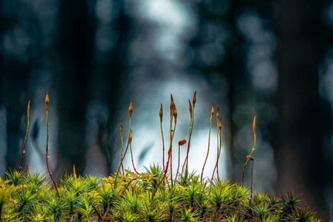 Beeches (Fagus) on moss in backlight with trees in the background, Mindelheim, Bavaria, Germany,