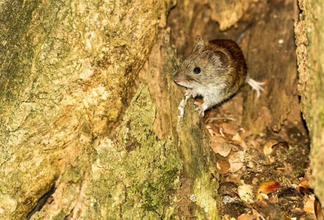 Red-backed vole (Myodes glareolus), also known as forest vole, looking out of a cave in a common