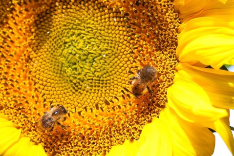 Two common carder-bees (Bombus pascuorum), wild bees collecting pollen and nectar on the bright