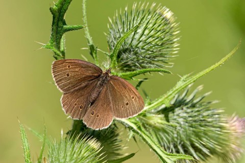 Ringlet (Aphantopus hyperantus), Gahlen, North Rhine-Westphalia, Germany, Europe