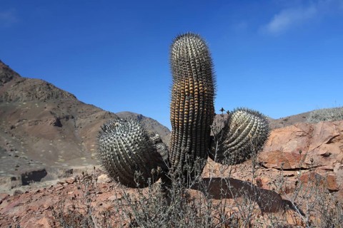 Copiapoa cinerea