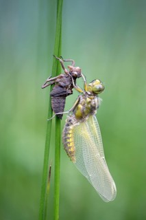 Freshly hatched Four-spotted chaser