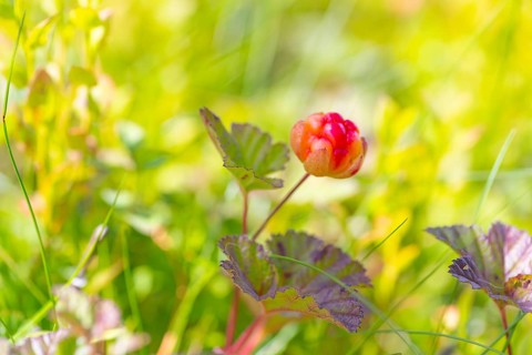 Cloudberry (Rubus chamaemorus), landscape, nature shot, close-up, summer, blurred background,