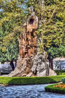 Ancient tree behind hedgerow in public park on sunny day in Istanbul, Turkiye