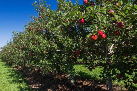 Apple (Malus domestica) orchard with red fruit in late summer, Quebec, Canada, North America