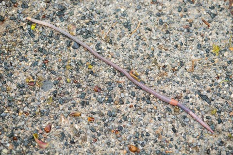 Large field worm (Octolasion lacteum) after rain on gravel surface, close-up, Ilsetal, Eastern