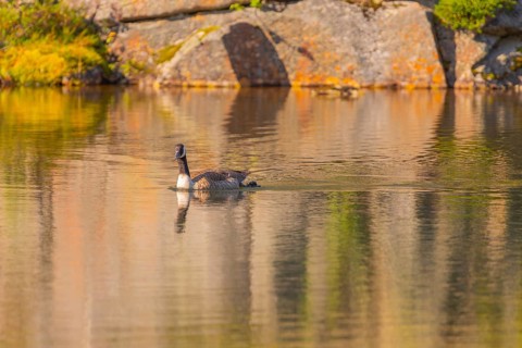 Canada goose (Branta canadensis), nature photograph, Edland, Vestfold, Norway, Europe