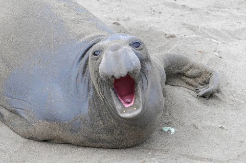 California sea lions, Adult and subadult male California sea lion (Zalophus californianus),
