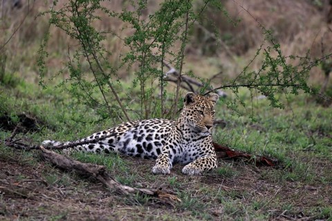 Leopard (Panthera pardus), adult, observed, alert, lying, on ground, Sabi Sand Game Reserve, Kruger