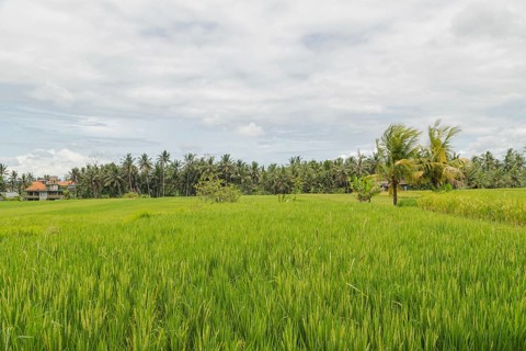 Rice fields in countryside, Ubud, Bali, Indonesia, green grass, large trees, jungle and cloudy sky.