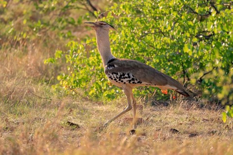 Kori bustard (Ardeotis kori), adult, foraging, vigilant, Kruger National Park, Kruger National