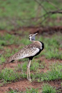 Red-crested Bustard, (Lophotis ruficrista), adult, calling, Kruger National Park, Kruger National