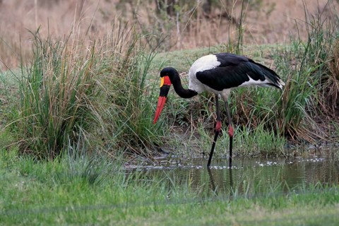 Saddle-billed stork (Ephippiorhynchus senegalensis), adult, foraging, in the water, Sabi Sand Game