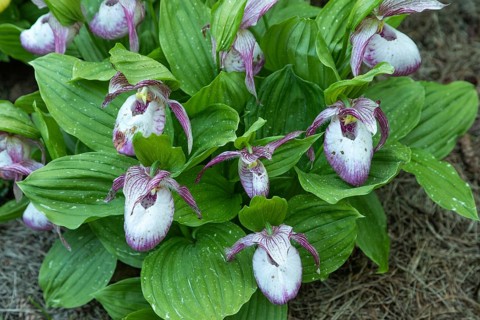 Beautiful orchid flowers of pink color with green leaves in the garden. Lady's-slipper hybrids.