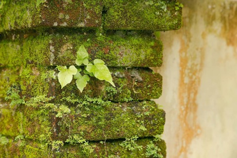 Small plants covering concrete wall. Background, sunny day at tropical park, selective focus, copy