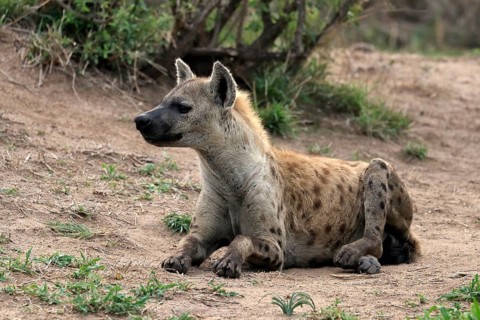 Spotted hyena (Crocuta crocuta), adult, sitting, observed, alert, Sabi Sand Game Reserve, Kruger