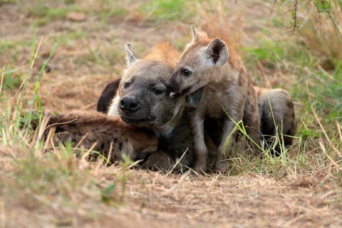 Spotted hyena (Crocuta crocuta), adult, young, mother with young, at the den, social behaviour,