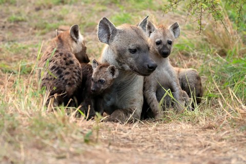 Spotted hyena (Crocuta crocuta), adult, young, mother with young, at the den, social behaviour,