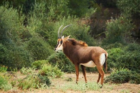 Sable antelope (Hippotragus niger) in the dessert, captive, distribution Africa