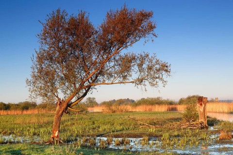 Wetland biotope in the Peene valley, waterlogged meadows, rare habitat for endangered plants and