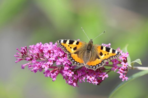 Small tortoiseshell (Aglais urticae), on summer lilac or butterfly-bush (Buddleja davidii), Wilden,