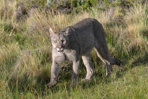 Cougar (Cougar concolor), silver lion, mountain lion, cougar, panther, small cat, Torres del Paine