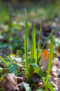 Snake leek or rocambole (Allium scorodoprasum), young stalks sprouting from the forest floor,