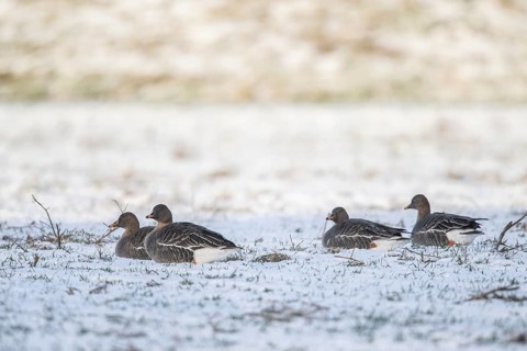 Bean Geese (Anser fabalis), Emsland, Lower Saxony, Germany, Europe