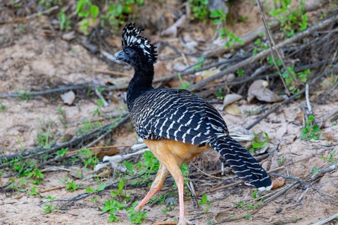 Bare-faced shokko (Crax fasciolata) Pantanal Brazil
