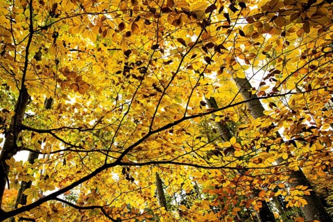 Autumnal beeches (Fagus) in detail, Mindelheim, Swabia, Bavaria, Germany, Europe