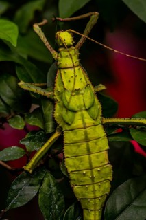 Closeup of large leaf insect crawling up branch of tree